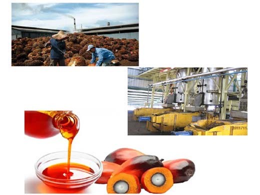 quelles sont les étapes de la production d'huile de palme ?_huile de palme